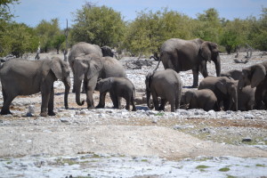 Elephants all gathered around the watering hole