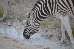 Zebra getting any water it can find