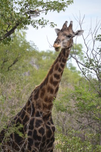 Giraffe