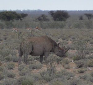 Black rhino, my favorite animal on the safari