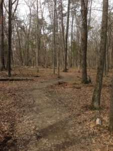 Conway Robinson State Forest