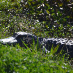 The Alligators of Brazos Bend State Park
