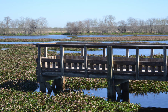 Brazos Bend State Park
