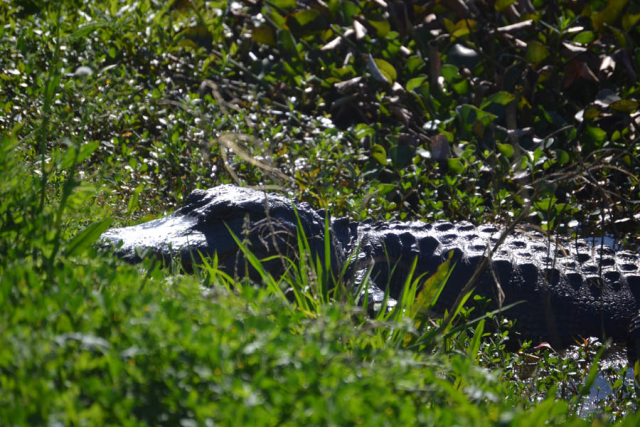 Brazos Bend State Park