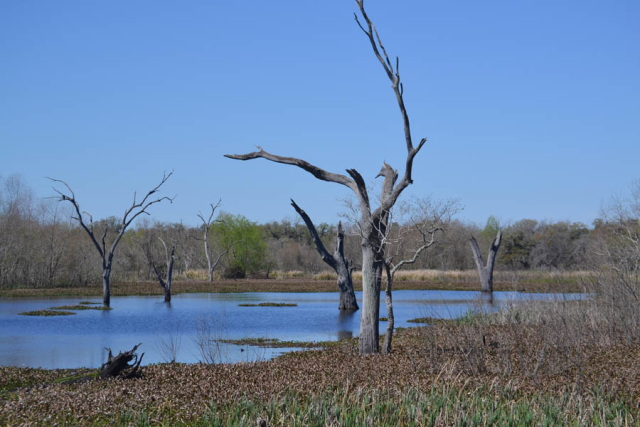 Brazos Bend State Park