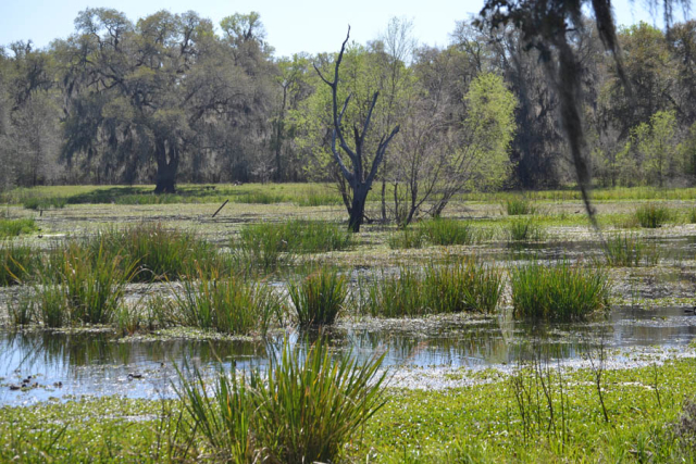 Brazos Bend State Park