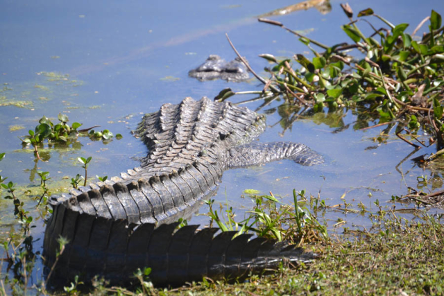 Brazos Bend State Park