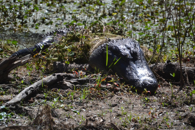 Brazos Bend State Park