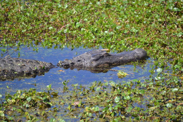 Brazos Bend State Park