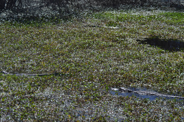 Brazos Bend State Park