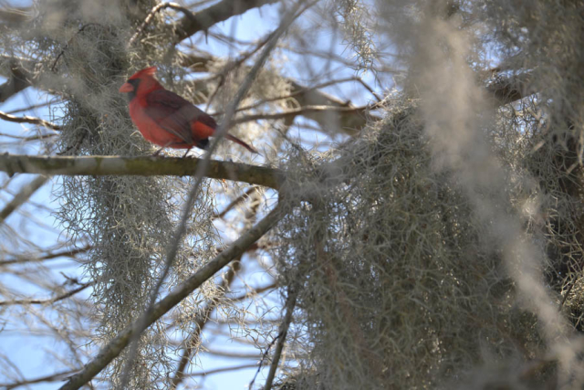 Brazos Bend State Park