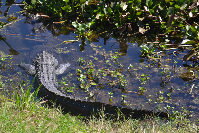 Brazos Bend State Park
