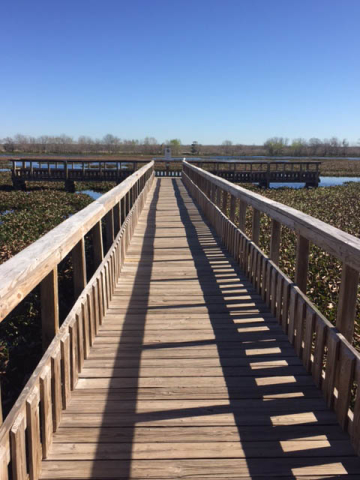 Brazos Bend State Park