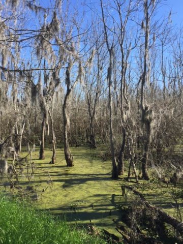 Brazos Bend State Park