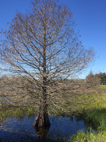 Brazos Bend State Park