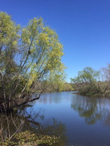 Brazos Bend State Park