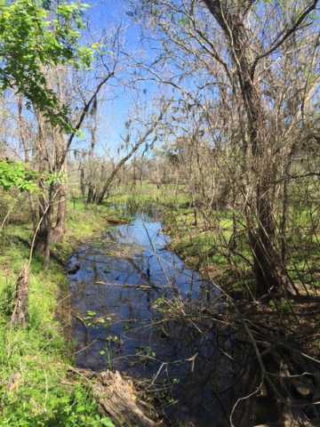 Brazos Bend State Park