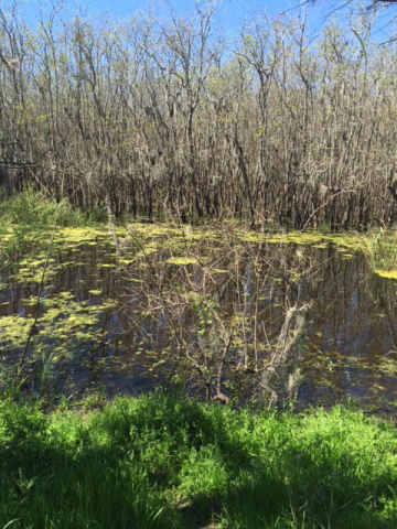 Brazos Bend State Park