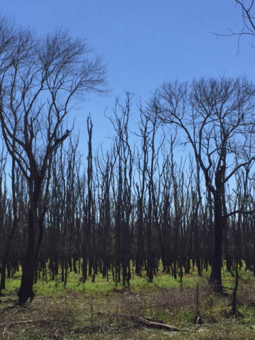Brazos Bend State Park