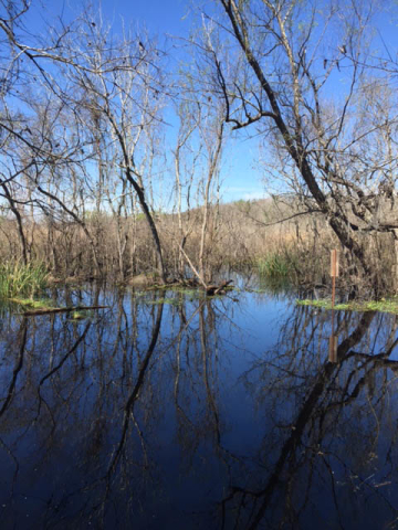 Brazos Bend State Park